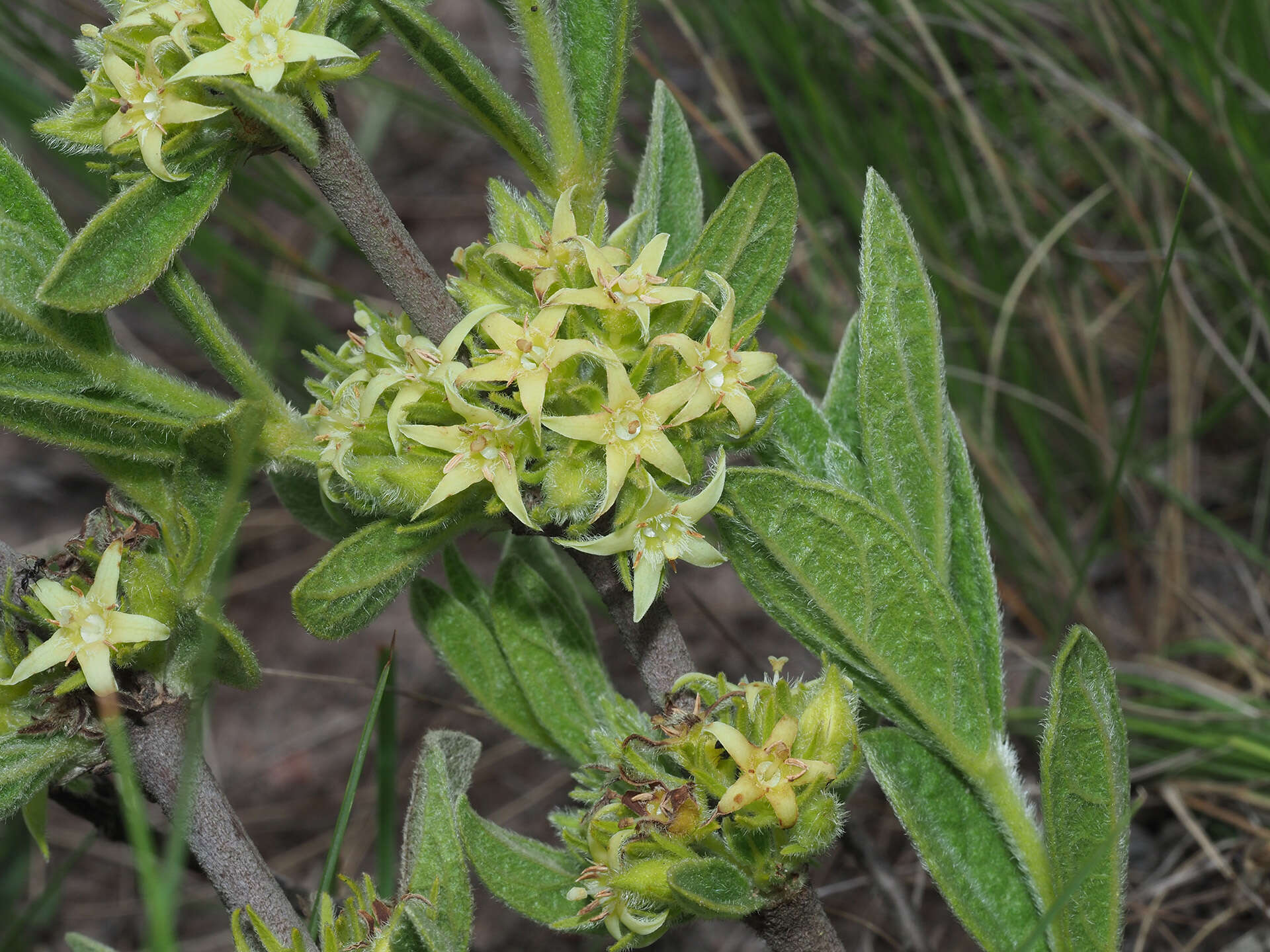 صورة Eriosemopsis subanisophylla Robyns