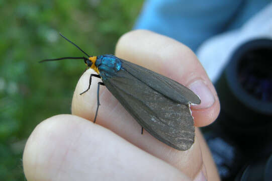 Image of Virginia Ctenucha