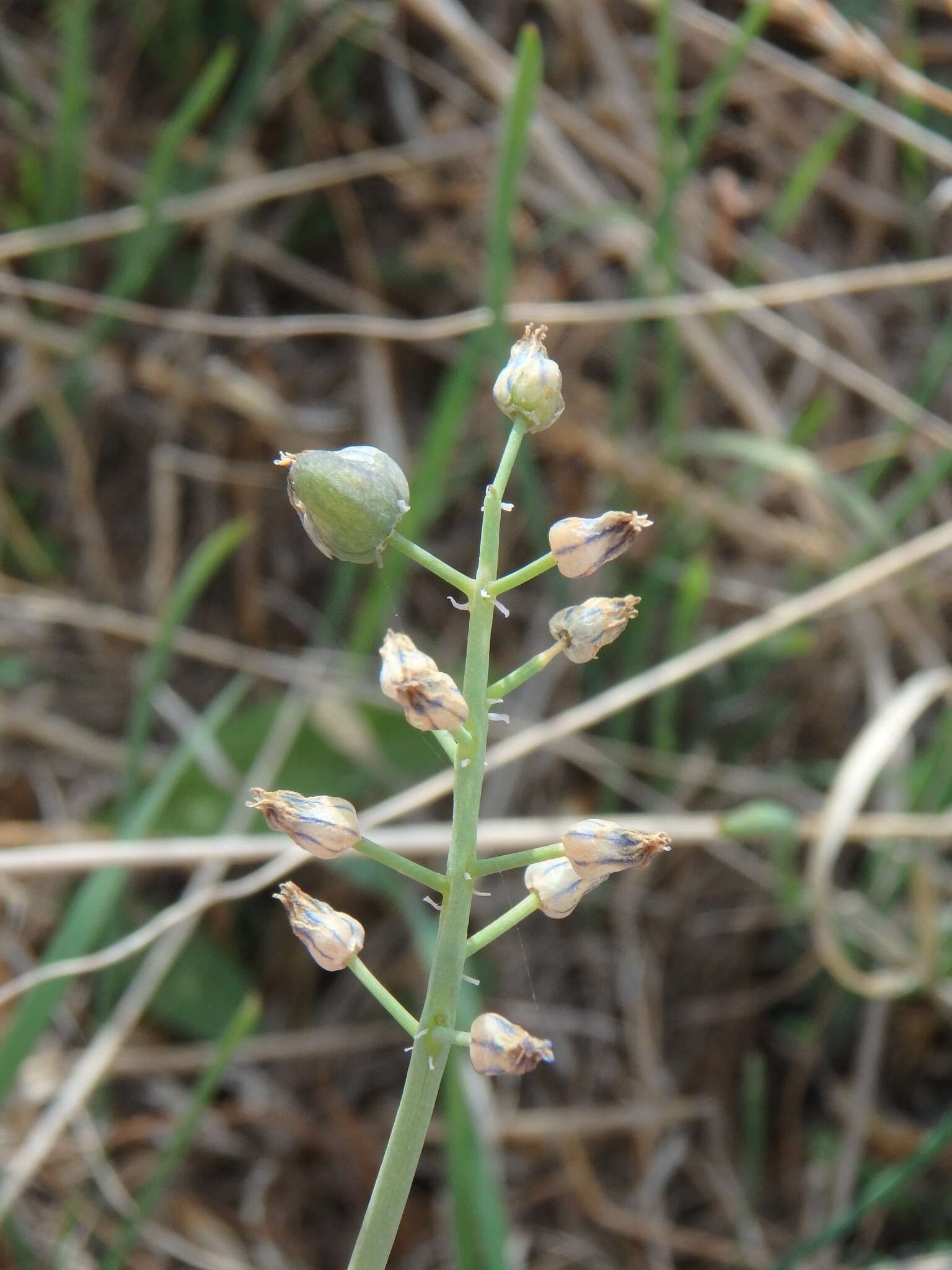 Image of Muscari parviflorum Desf.