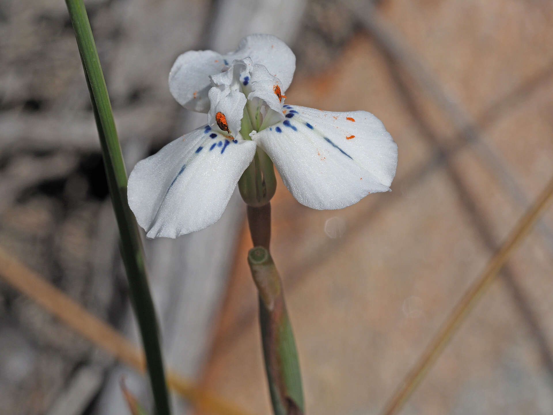 Moraea longiaristata Goldblatt resmi