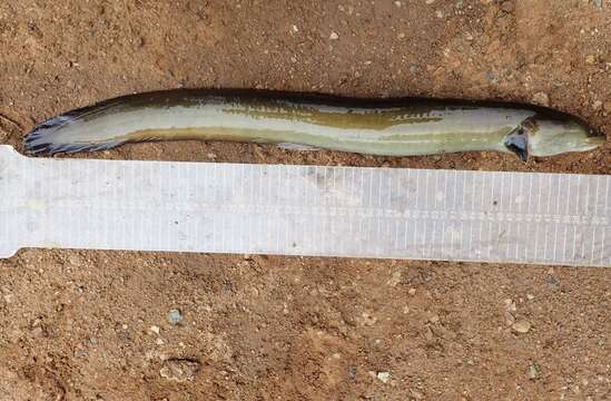 Image of African longfin eel
