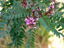 Слика од Indigofera australis Willd.