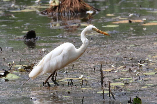 Image of Ardea intermedia plumifera (Gould 1848)