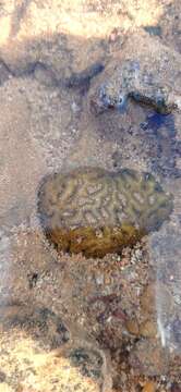 Image of Golfball coral