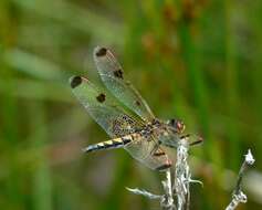 Слика од Celithemis elisa (Hagen 1861)