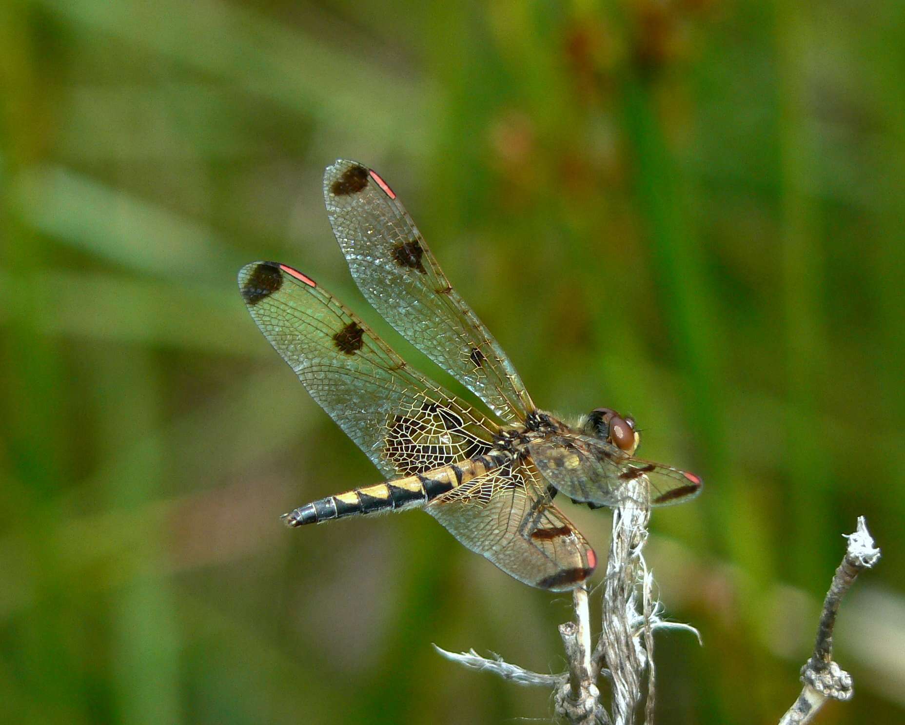 Слика од Celithemis elisa (Hagen 1861)