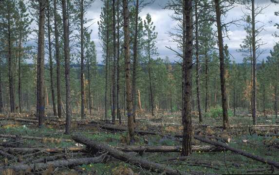 Image of Ponderosa Pine Bark Borer