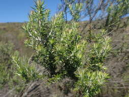 Image of Resin Flowerbush