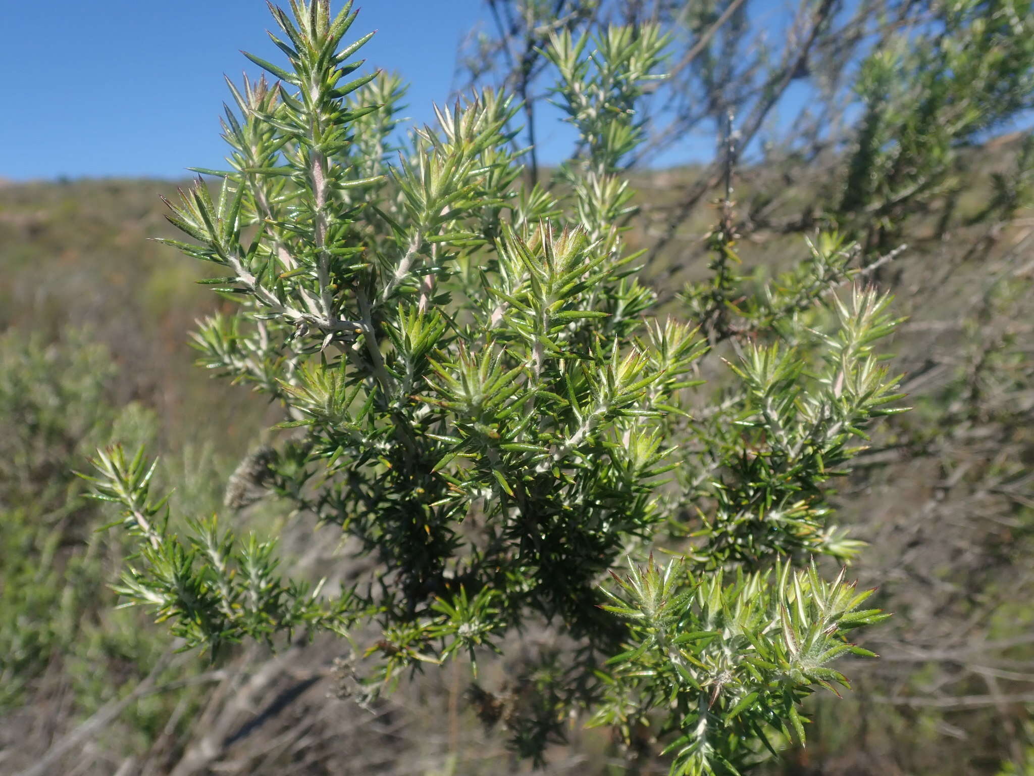 Image of Resin Flowerbush