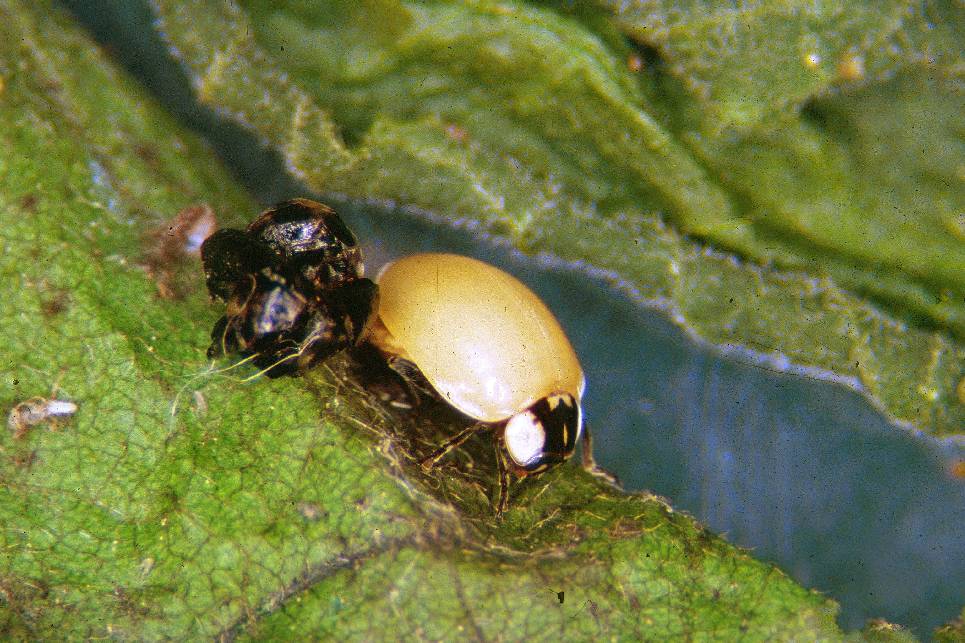 Adalia bipunctata (Linnaeus 1758) resmi