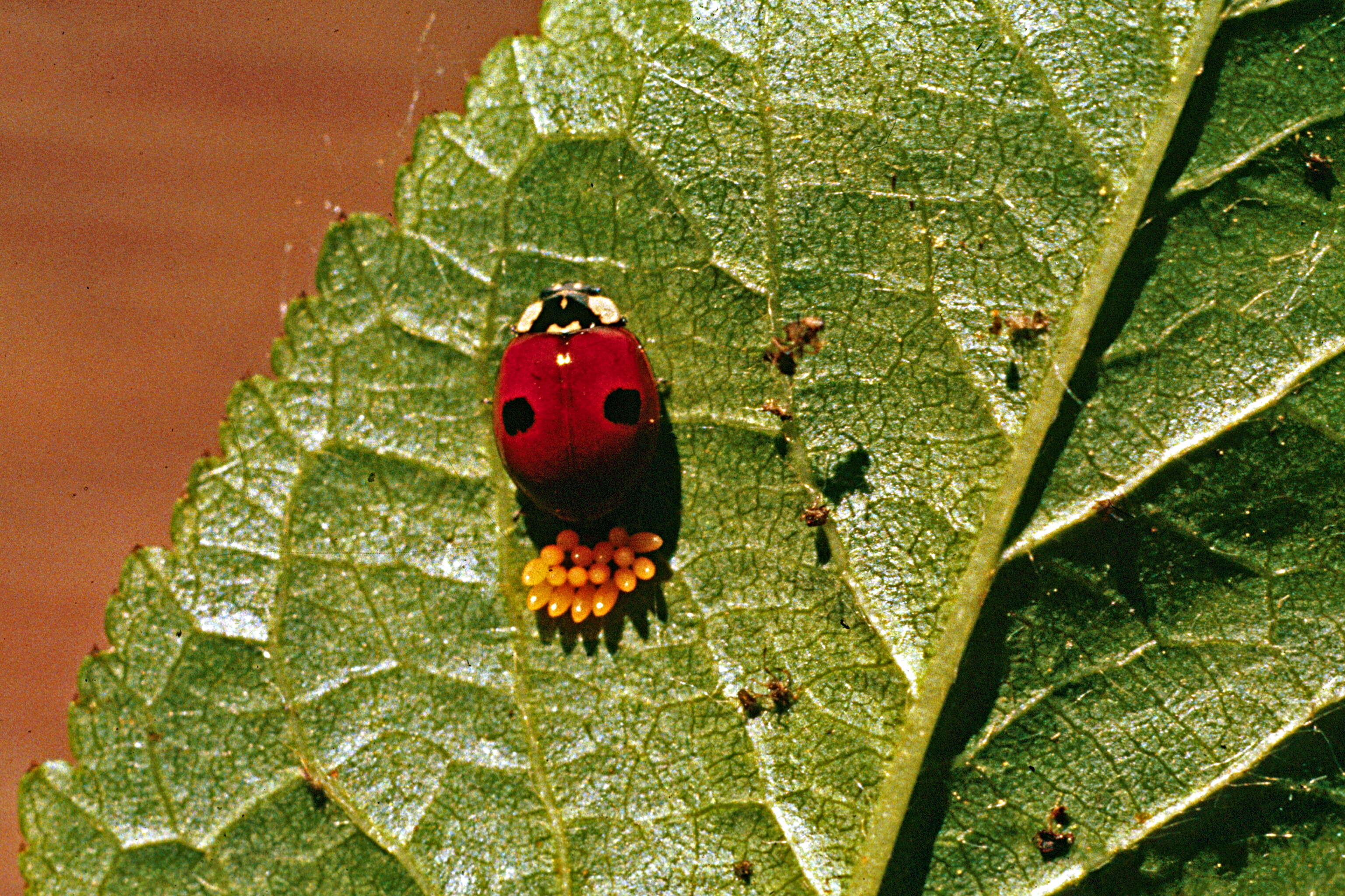 Adalia bipunctata (Linnaeus 1758) resmi