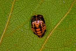 Adalia bipunctata (Linnaeus 1758) resmi