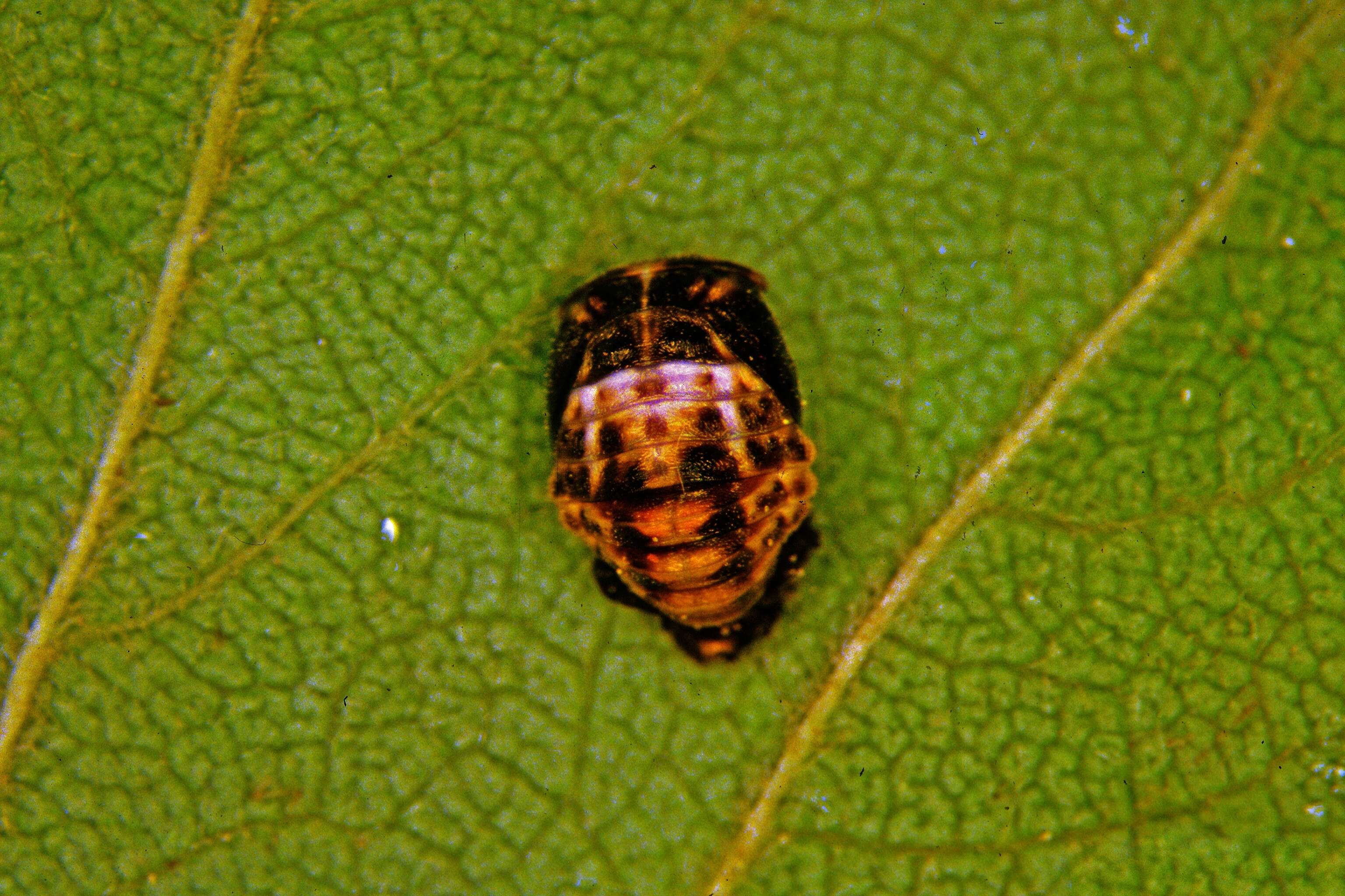 Adalia bipunctata (Linnaeus 1758) resmi