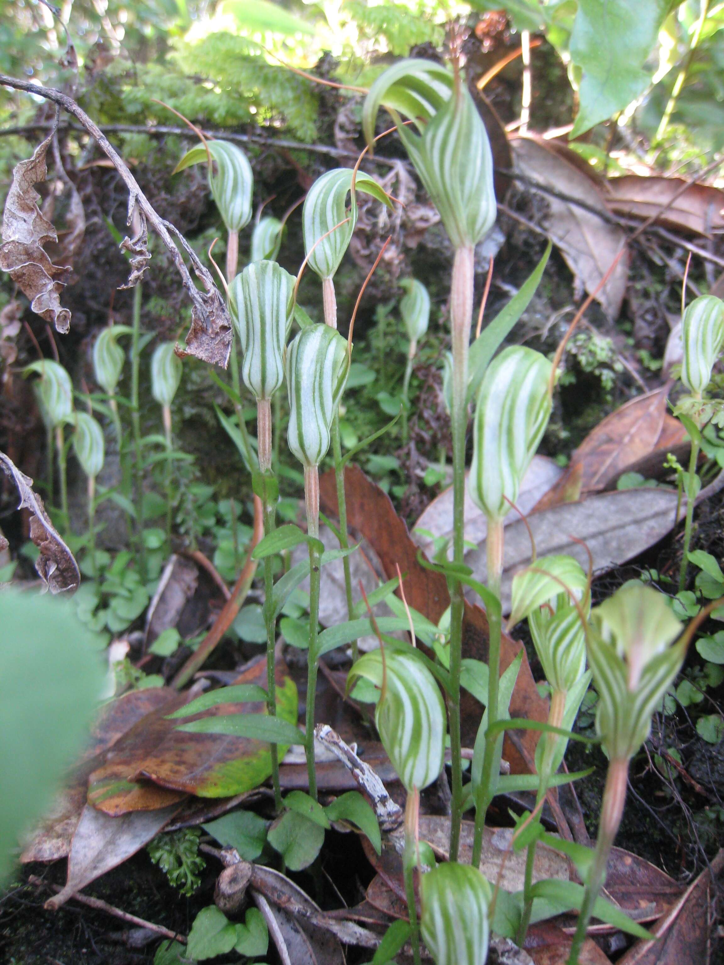 Image of Greenhood orchids