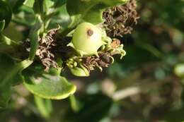 Imagem de Volkameria glabra (E. Mey.) Mabb. & Y. W. Yuan