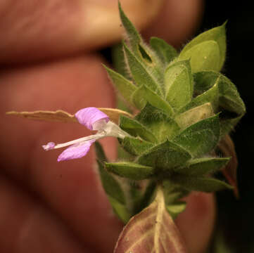 Image of Dicliptera heterostegia Nees