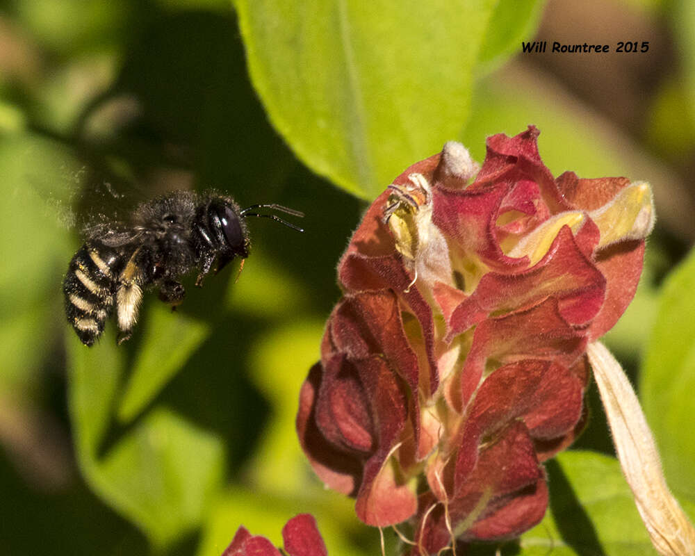 Plancia ëd Xylocopa tabaniformis parkinsoniae Cockerell 1917