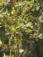 Image de Hakea trifurcata (Sm.) R. Br.