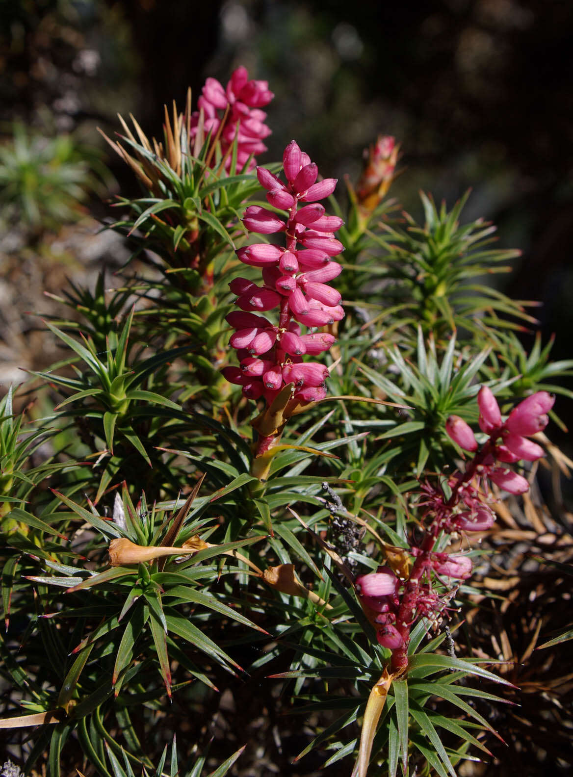 Image of Richea scoparia Hook. fil.