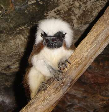 Image of cotton-top tamarin