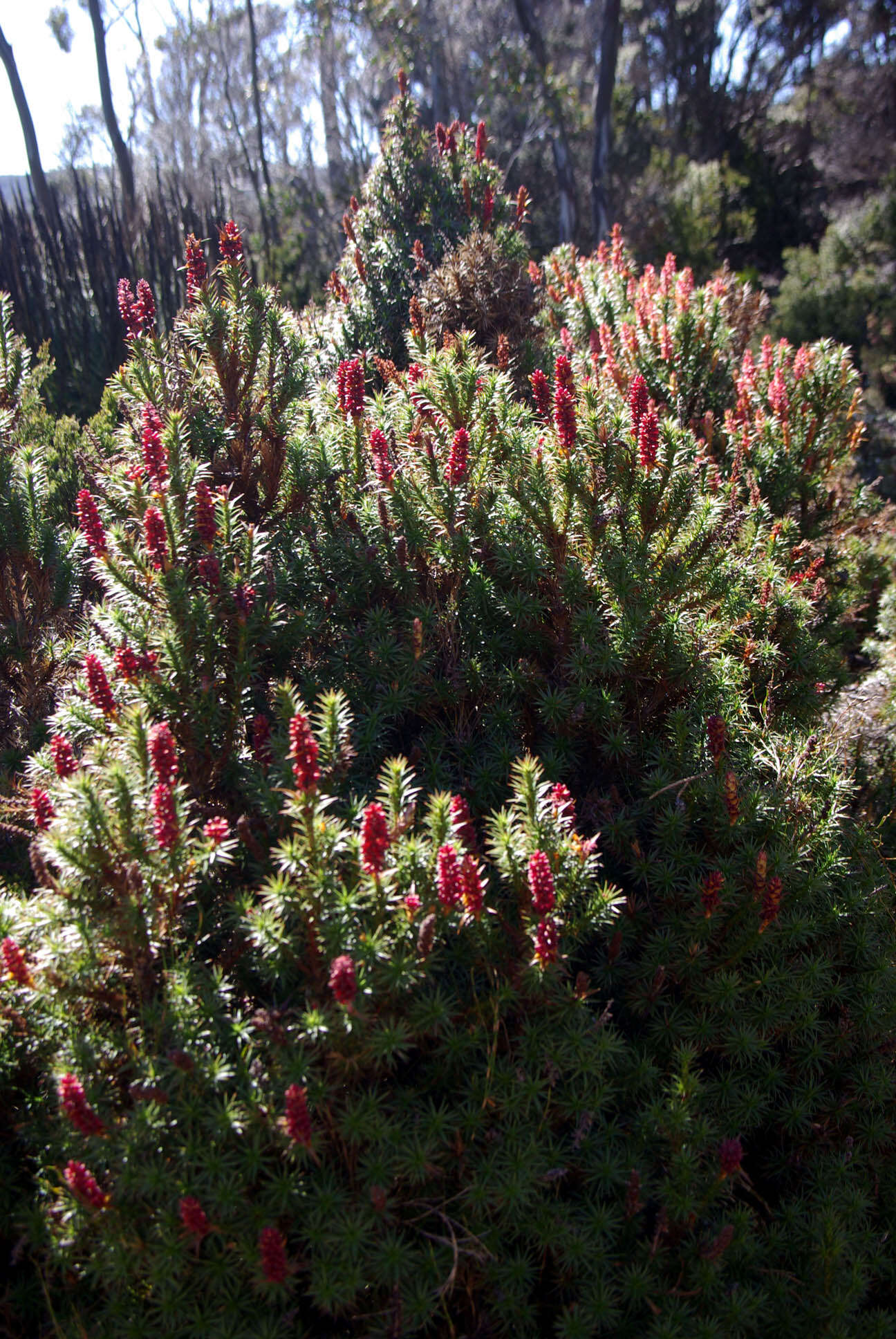 Image of Richea scoparia Hook. fil.