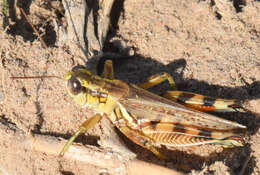 Слика од Melanoplus bispinosus Scudder & S. H. 1897