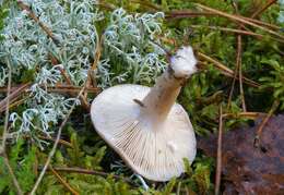 Image of Lactarius trivialis (Fr.) Fr. 1838