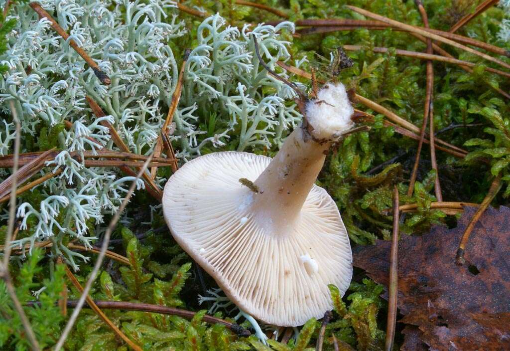 Image of Lactarius trivialis (Fr.) Fr. 1838