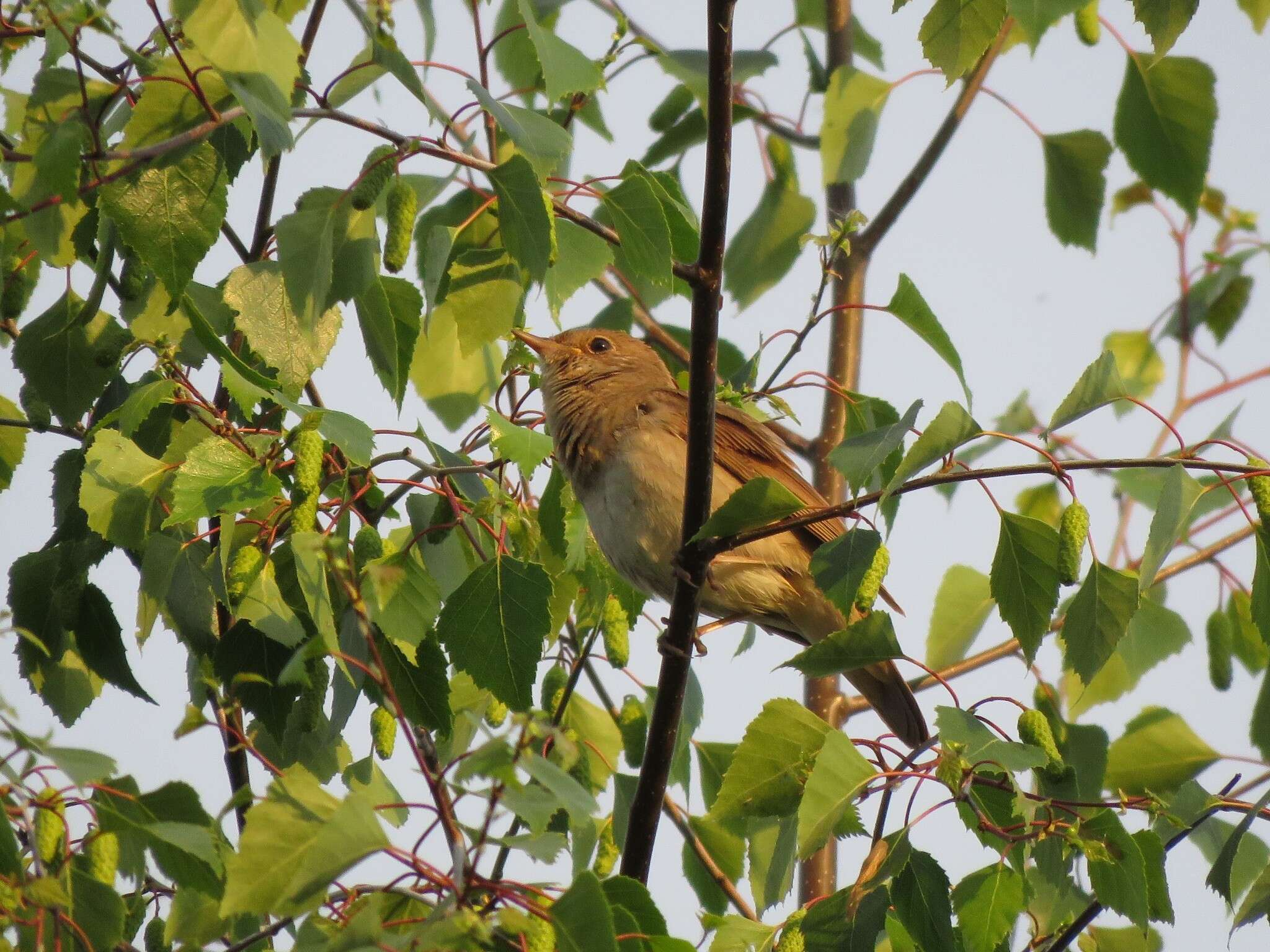 Image of Thrush Nightingale