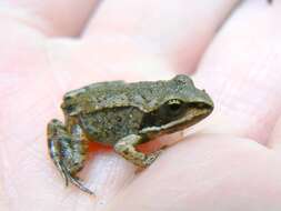 Image of Wood Frog