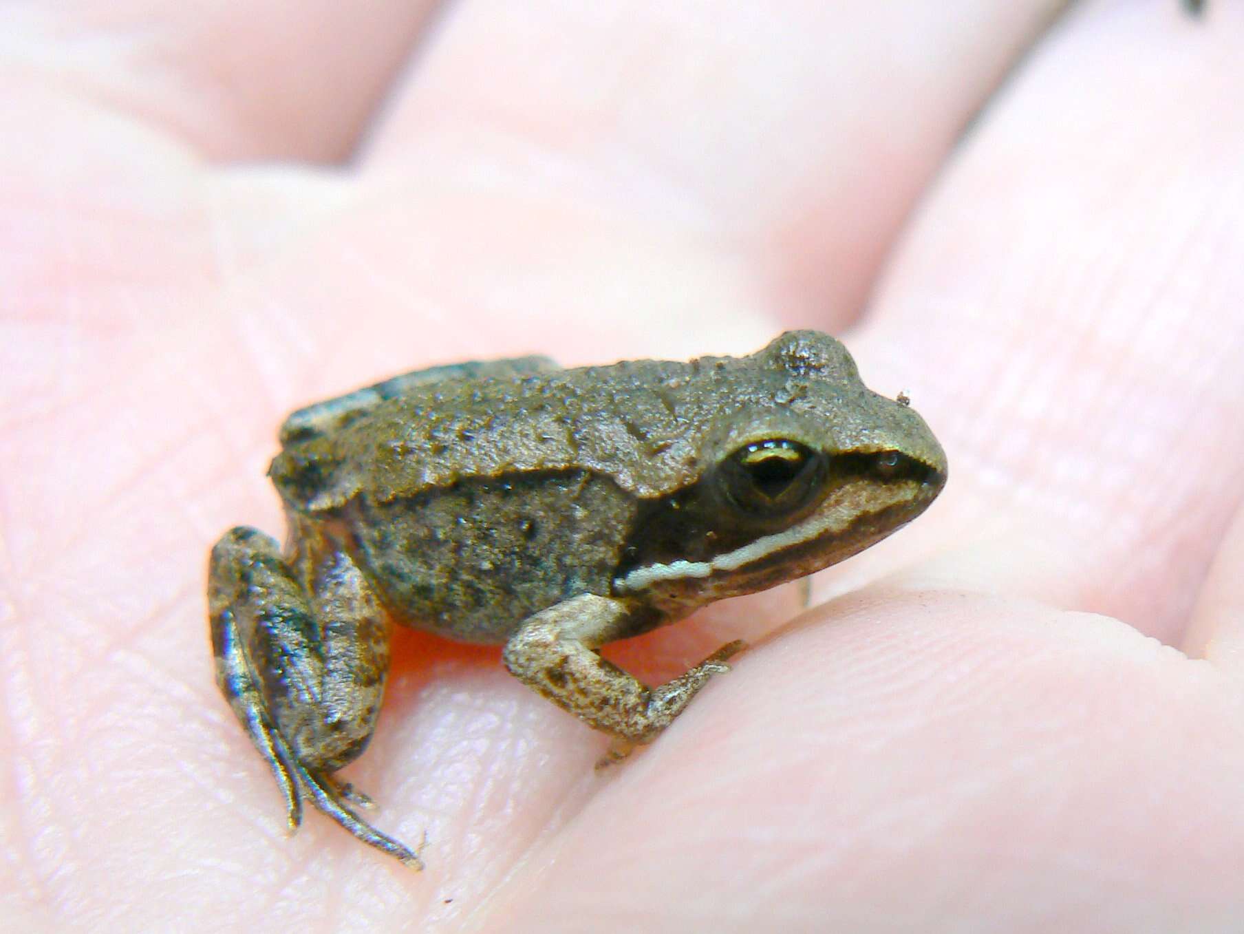 Image of Wood Frog