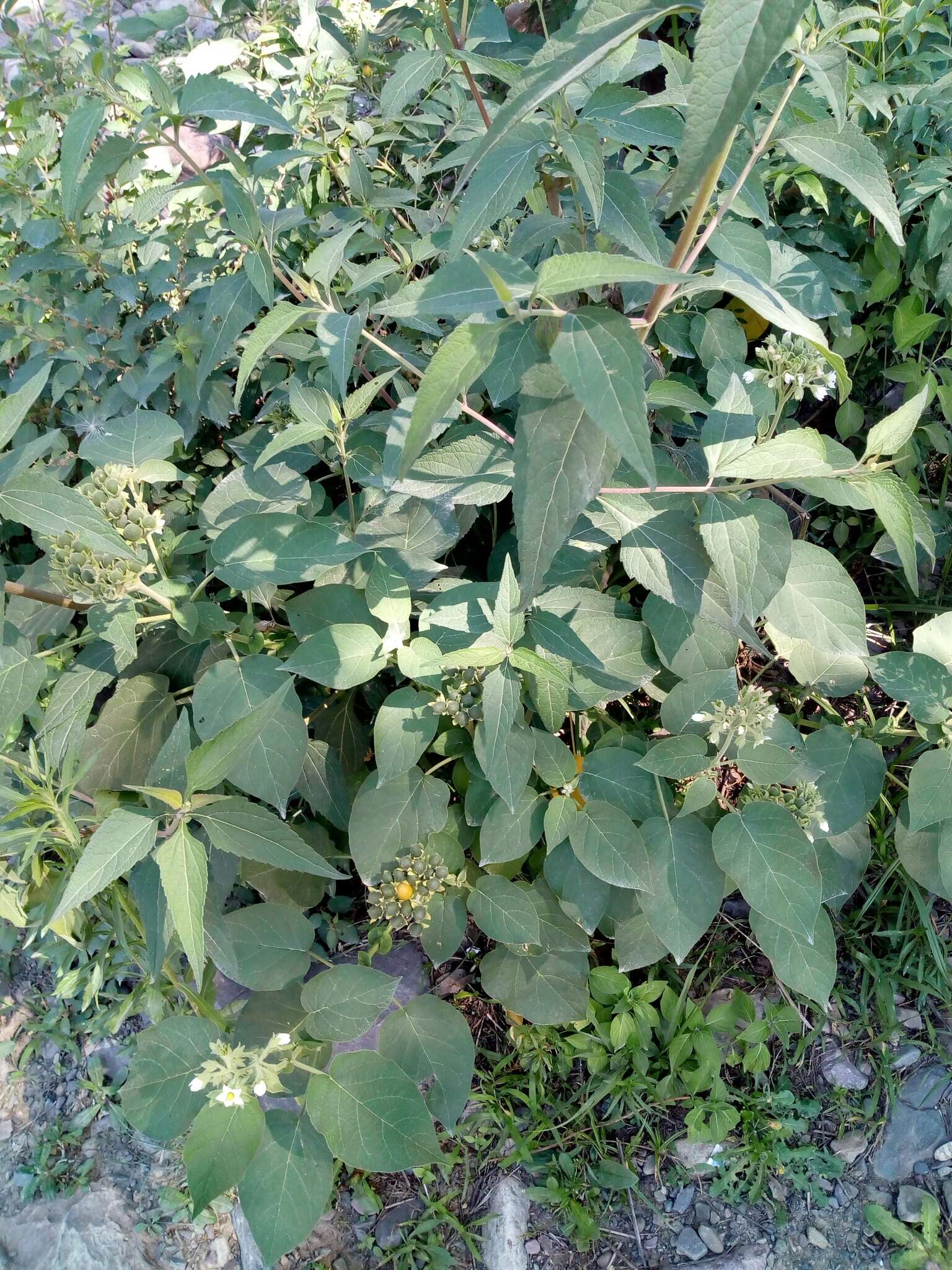 Image of Solanum abutiloides (Griseb.) Bitter & Lillo