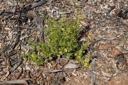 Image of Roepera aurantiaca Lindl.