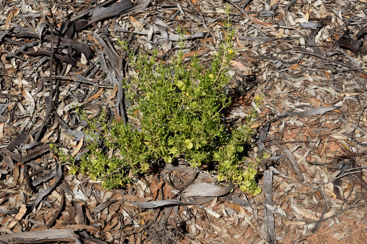 Image of Roepera aurantiaca Lindl.