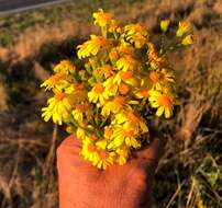 Plancia ëd Senecio brigalowensis I. Thomps.