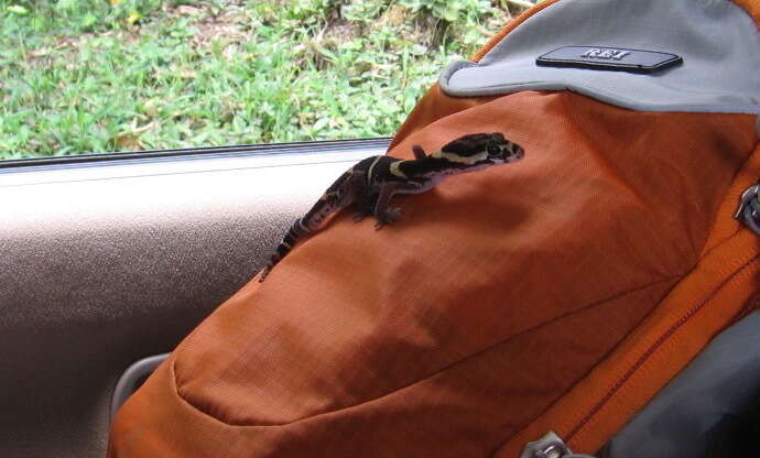 Image of Central American Banded Gecko