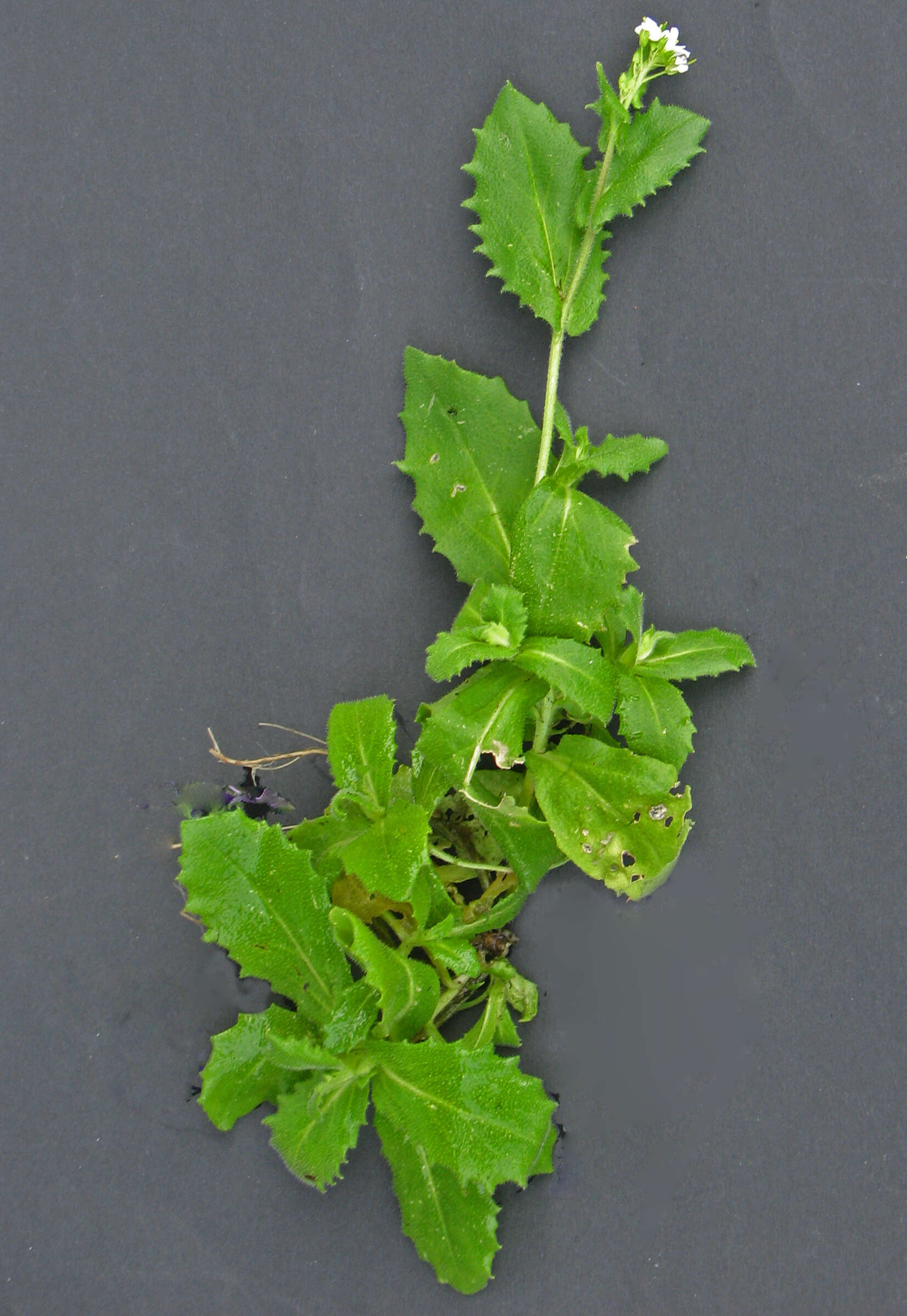 Image of alpine rockcress