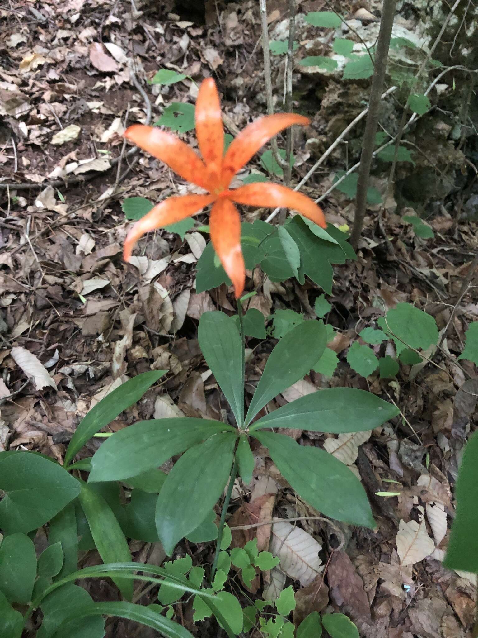 Lilium tsingtauense Gilg resmi