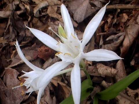 Image of Pancratium parvum Dalzell