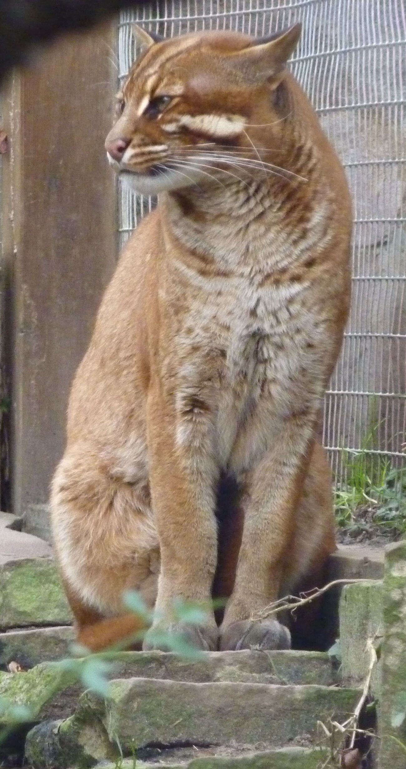 Image of Pardofelis temminckii