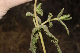 Image of Calceolaria pisacomensis Meyen ex Walp.