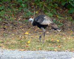 Imagem de Meleagris gallopavo Linnaeus 1758