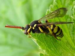 Image of Nomada succincta Panzer 1798