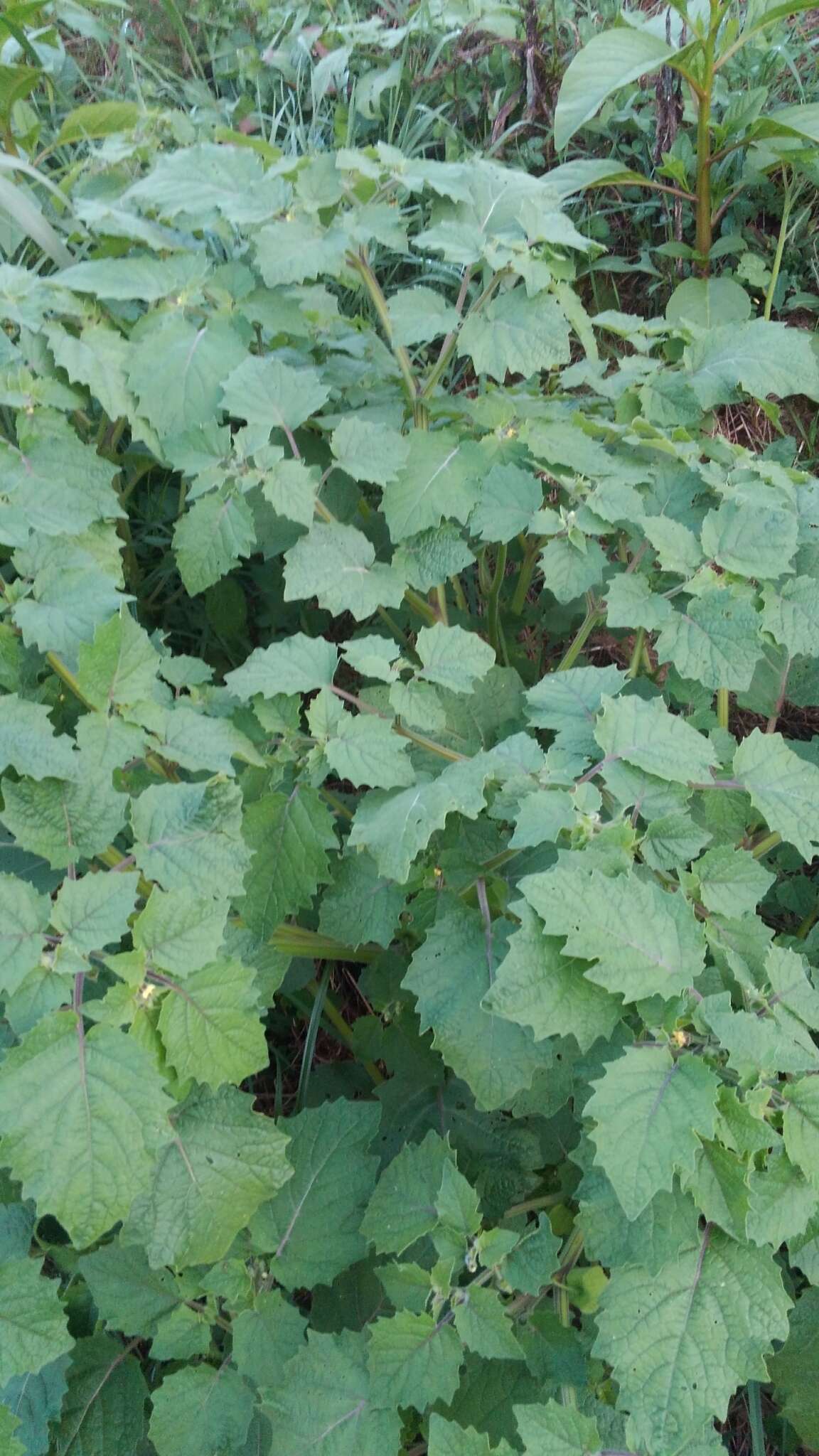 Image of strawberry-tomato