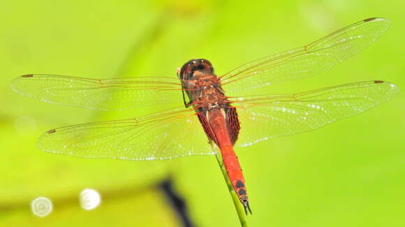 Tramea limbata (Desjardins 1835) resmi