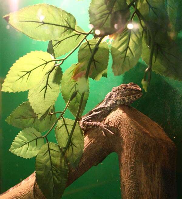 Image of Frilled Lizard