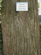 Image of dawn redwood