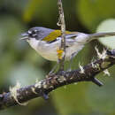 Image of White-winged Ground-warbler