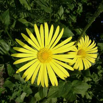 Imagem de Doronicum orientale Hoffm.