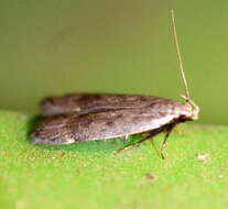 Image of Anacampsis comparanda Meyrick 1929